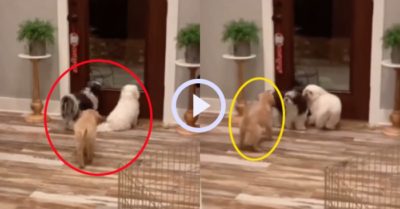 Video: Cún vàng rón rén tiến đến hù 2 cún bạn giật mình