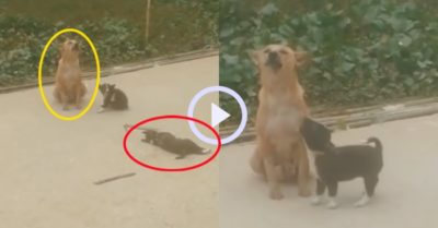 Video: Chó con bị xe cán, chó mẹ ngồi bên kêu khóc thảm thiết