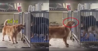Video: Chú chó săn lông vàng xoay sở mở chuồng để các bạn ra ngoài tự do