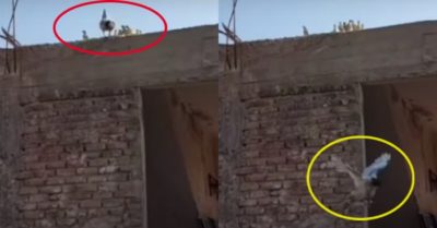 Video: Đàn gà con học bay theo gà mẹ