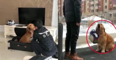 Video: Chú chó bịn rịn, nhất quyết đòi theo chủ đi công tác