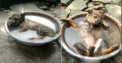 Video: Chú cún nằm phơi bụng ngâm mình thư giãn trong chậu nước