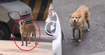 Video: Chú chó bị triệt sản ‘gây sự’ với phòng khám suốt 3 tháng