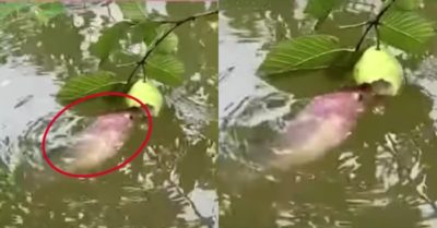Video: Hai chú cá nhiệt tình ngoi lên ăn quả trên cành cây ổi