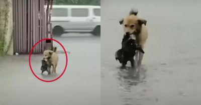 Video: Chó mẹ tha cún con ham chơi quên đường về giữa trời mưa