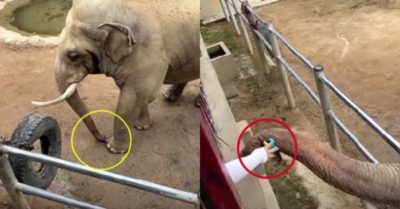 Video: Chú voi thông minh biết nhặt dép trả lại cho du khách