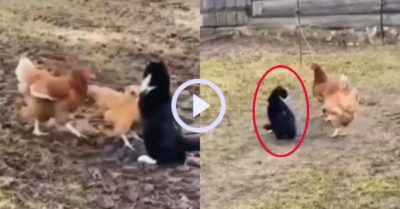 Video: Mèo bỏ chạy vì bị gà mái ‘song kiếm hợp bích’