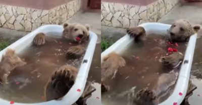 Video: Chú gấu hưởng thụ nằm thư giãn trong bồn tắm
