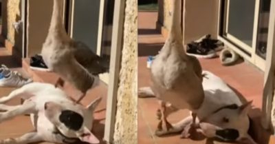 Video: Chú ngỗng ngang ngược trèo lên thân chó để đi