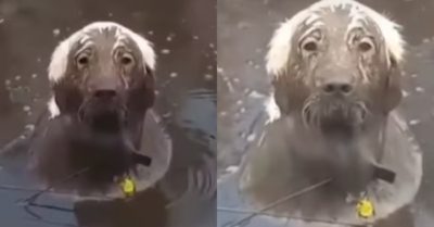 Video: Chú chó thích tắm bùn khiến sen bất lực khi không thể làm gì