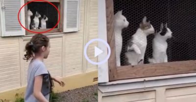Video: Ba chú mèo làm khán giả chăm chú xem chuyền bóng