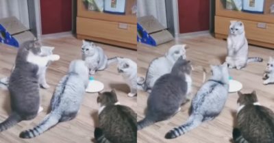 Video: Đàn mèo ngồi vòng tròn chơi cùng nhau