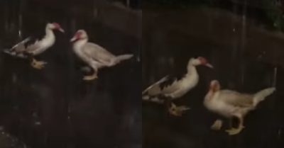 Video: Hai chú ngan “lần đầu đi hẹn hò” khiến dân mạng phì cười
