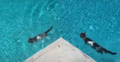 Video: Chú mèo bơi lội như vận động viên chuyên nghiệp