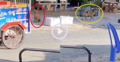 Video: Chú chó dành cả thanh xuân ngồi đợi và chạy theo xe bán kem