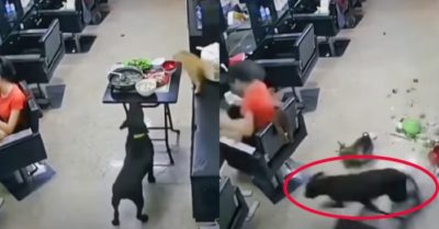 Video: Chú chó lỡ chạy quá đà hất đổ mâm cơm khiến cô chủ đứng hình