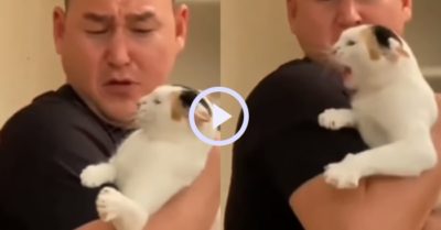 Video: Mèo cưng nổi giận bảo vệ ông chủ khi thấy chủ bị bắt nạt