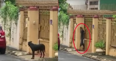Video: Chú chó đứng ngoài liên tục bấm chuông gọi sen mở cửa