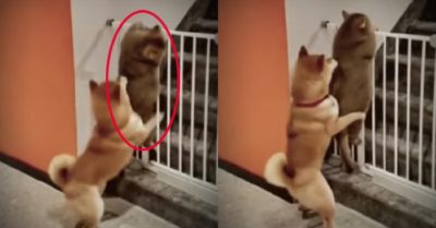 Video: Chó lóng ngóng giúp chú mèo mập vượt rào và cái kết khó đỡ