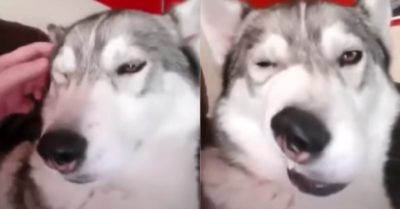 Video: Chú chó Husky với biểu cảm “bá đạo và khó đỡ”