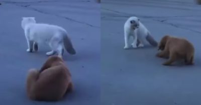 Video: Chú cún lén lút bám đuôi mèo, giả ngây ngô khi bị mèo phát hiện