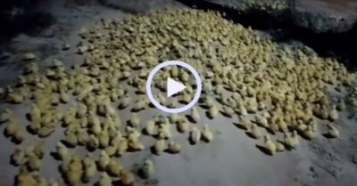 Video: Những chú vịt con chạy tán loạn khi không chốn nương thân