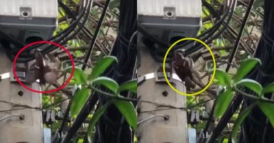 Video: Hai chú chim cố tìm cách giải cứu bạn bị mắc kẹt trên trụ điện