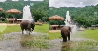 Video: Chú voi con thích thú tắm với ống nước bị vỡ