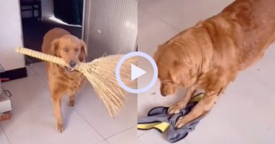 Video: Gâu đần làm việc nhà giúp chủ nhân như một giúp việc chuyên nghiệp