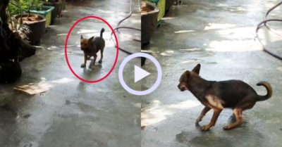Video: Pha quay xe cực gắt của chú chó khiến người xem tròn mắt
