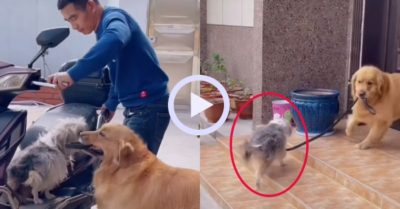 Video: Gâu đần giận dỗi lôi cún nhỏ xuống xe vì chủ không cho đi cùng