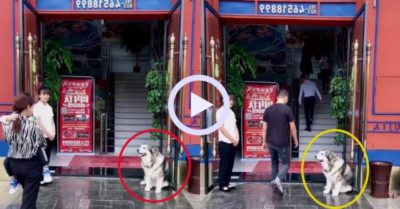 Video: Chú chó Husky làm lễ tân chào khách chuyên nghiệp