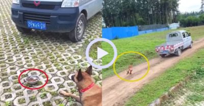 Video: Chú chó nổi giận đuổi theo chiếc xe cán đổ bát cơm “đòi bồi thường”