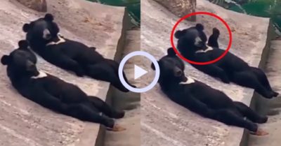 Video: Chú gấu giơ tay kiểu “hoa hậu” chào khách tham quan