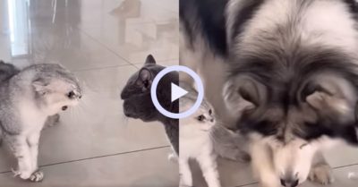 Video: Chú chó Alaska chen ngang can ngăn 2 chú mèo đang “cãi nhau”