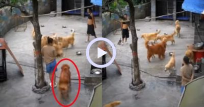 Video: Thủ lĩnh gâu đần xuất hiện dẹp loạn khi thấy các em oánh nhau