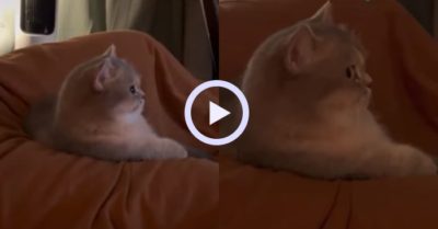 Video: Mèo lườm sen với ánh mắt sắc lẹm khi đang xem tivi mà bị tắt mất