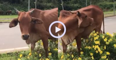 Video: Chú bò nhiệt tình chỉ đường giúp tân sinh viên trường FPT