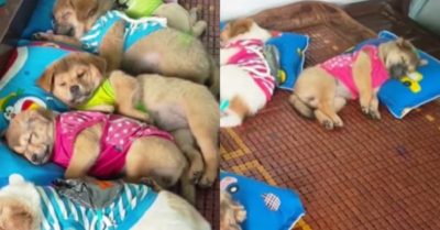 Video: Khi những chú chó cưng có sen là cô giáo mầm non