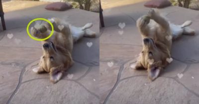 Video: Chú chó khéo léo chơi đùa cùng trái bóng bằng hai chân