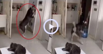 Video: Chú chó mở cửa nhận đồ và trả tiền cho shipper
