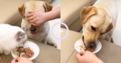 Video: Chú chó nổi quạu khi chủ nhân bịt mắt mình để mèo ăn