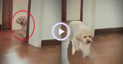 Video: Chú chó bắt chước sen làm rơi đồ và tự nhặt lại