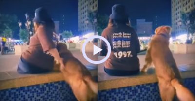 Video: Chó cưng Gâu đần dáo dác tìm thủ phạm trêu mình