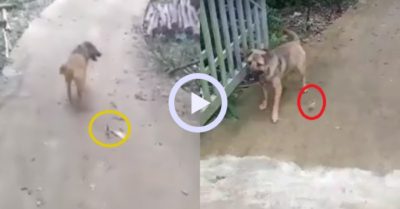 Video: Gà con lẽo đẽo bám theo ‘bố chó’ khiến dân tình cười ngặt nghẽo