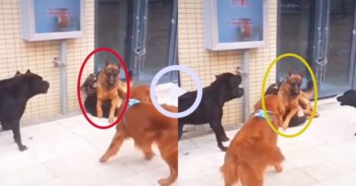 Video: Chú chó liều mình bảo vệ bạn trước đối phương hung dữ