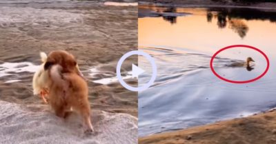 Video: Chú cún nhỏ tha vịt con đi bơi