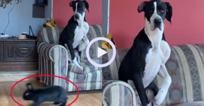Video: Chú chó to lớn sợ thỏ, run rẩy ngồi trên ghế không dám xuống