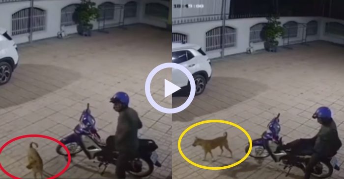 Video: Chú chó im lặng khi người lạ lẻn vào sân trộm xe máy và cái kết