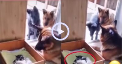 Video: Ba chú chó hóng chuyện khi thấy mèo con mới sinh